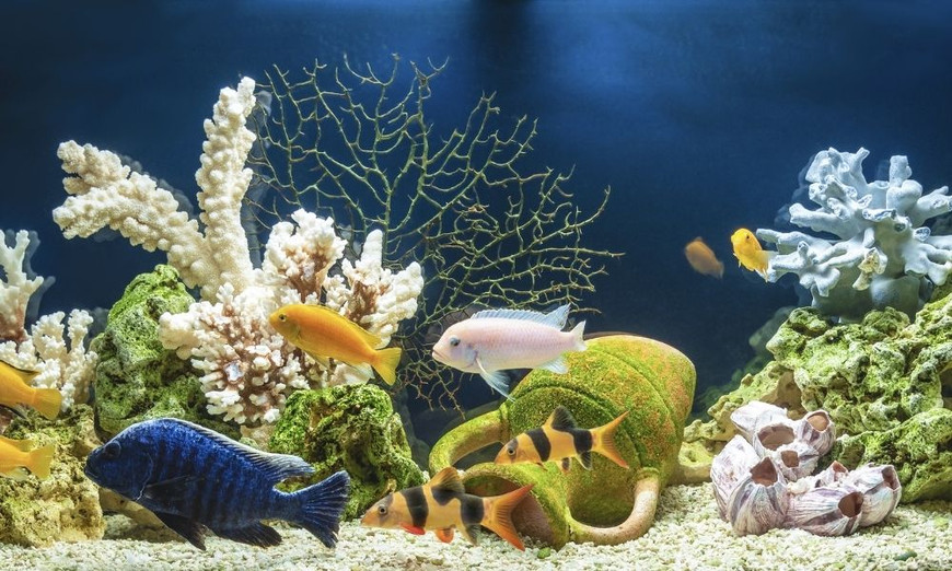 What Are the Advantages of a Bow-Front Fish Tank? - Fish Tanks Direct