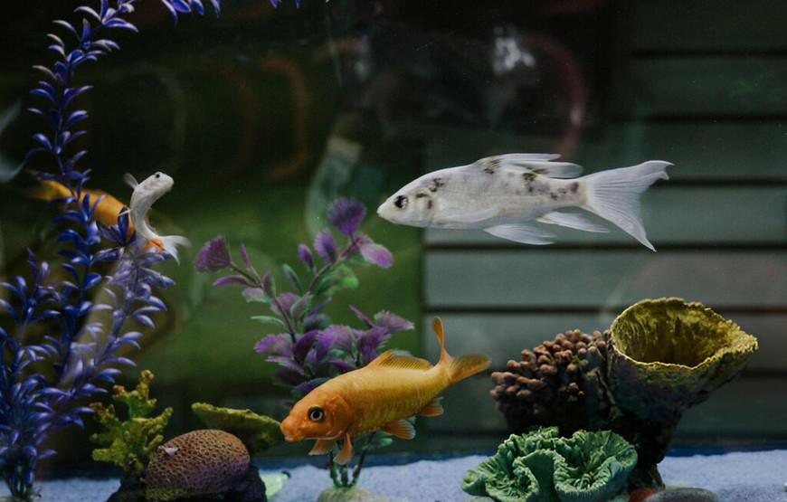 How to Fix Scratches and Damage on Fish Tank Displays