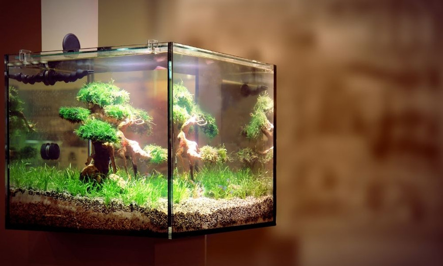 Are Rimless Tanks Better? Pros and Cons of Rimless Aquariums