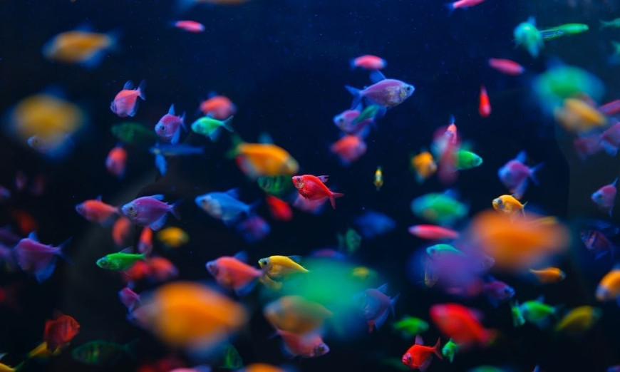 A Guide to Choosing Fish for Your Aquarium