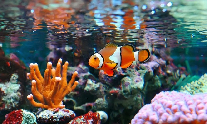 Water Filling Technique on Reverse Aquarium