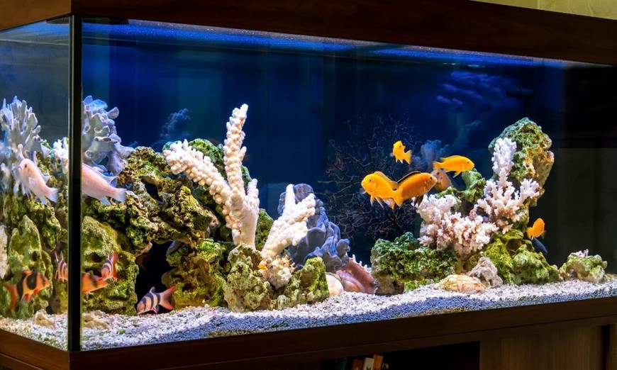 Saltwater vs. Freshwater Aquariums: What's the Difference - Fish