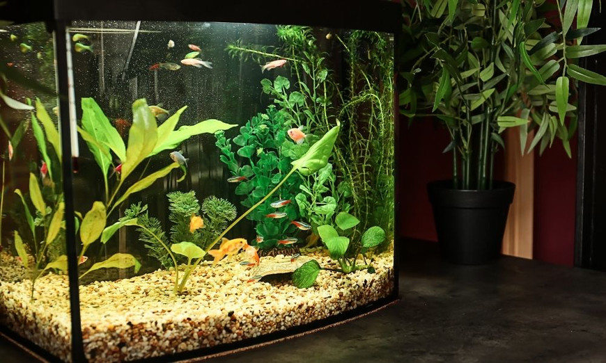 What Sizes and Shapes Do Bow-Front Fish Tanks Come In? - Fish