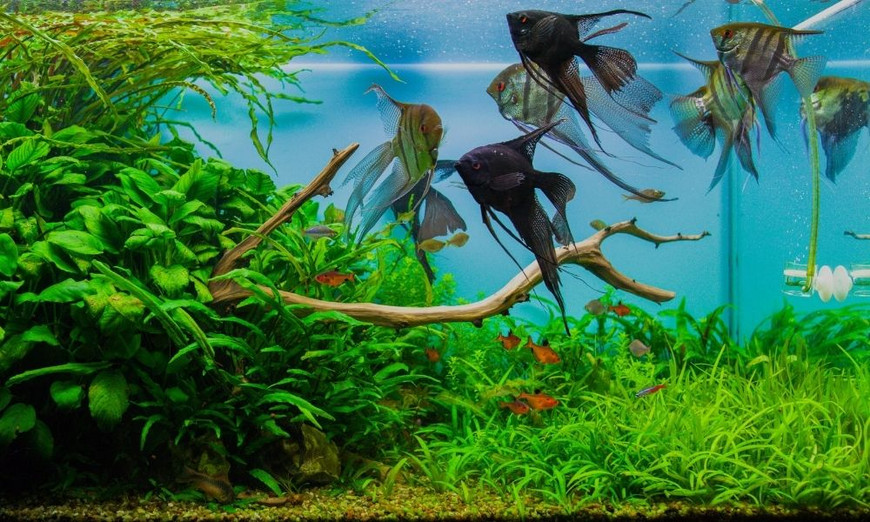 How Long Should You Wait To Put Fish in a New Tank?