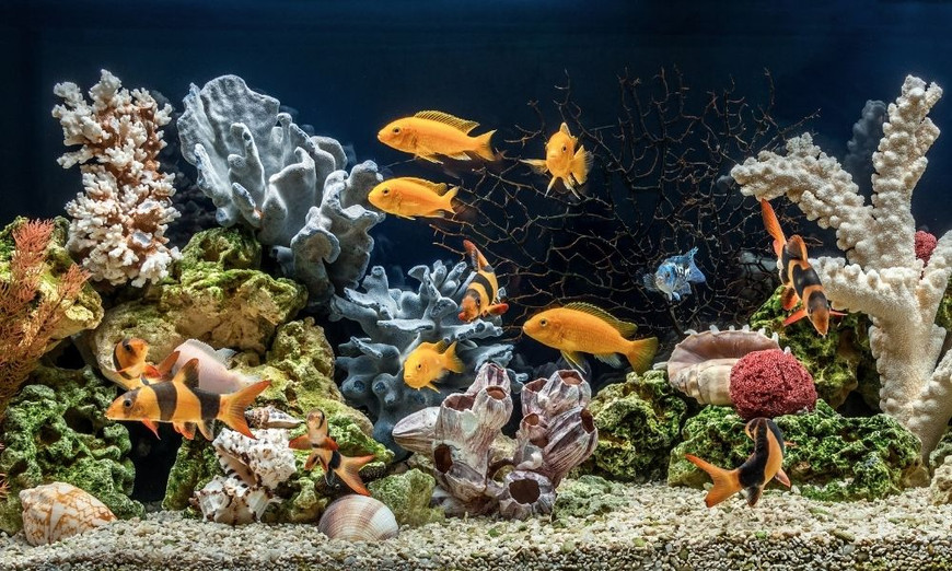 Fish Tanks: What Is Their History and Why Were They Made?