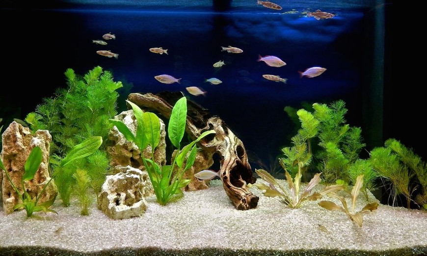 Aquariums for Beginners