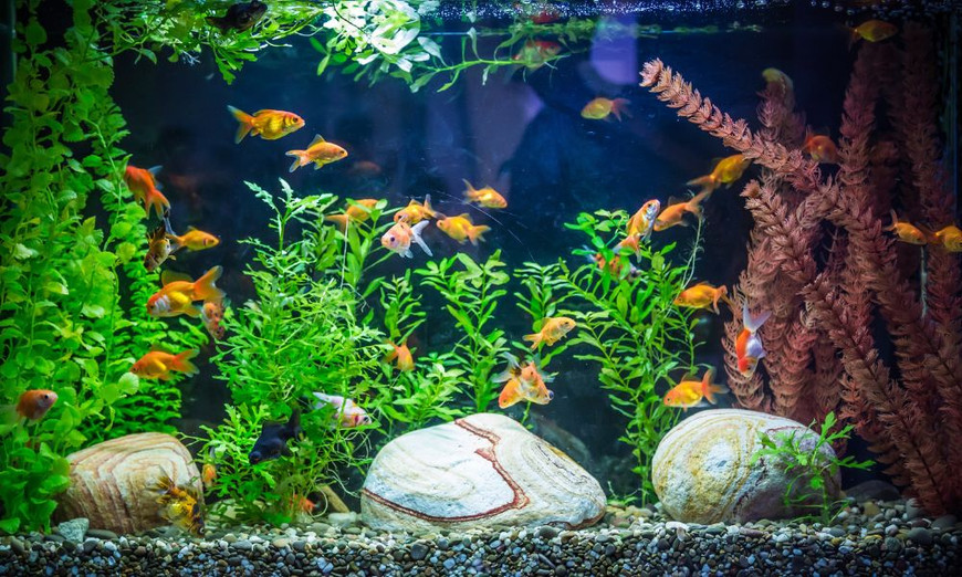 Fish Tank Decoration, Fish House Aquarium