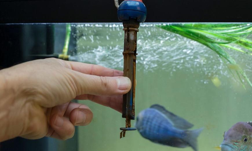 How to check fish tank thermometer accuracy! 