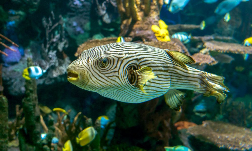 5 Things To Consider When Getting a Pufferfish for Your Tank