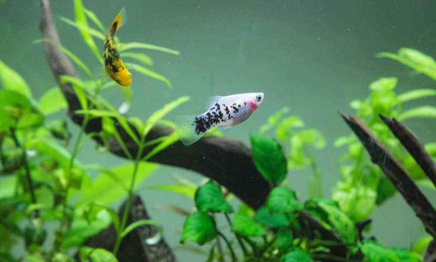 Questions You Need To Ask When Buying a Home Aquarium