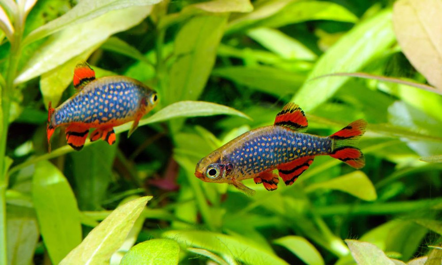 5 Things To Keep in Mind Before Buying a Fish Tank