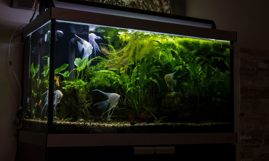 Choosing the Right Fish for Your Aquarium