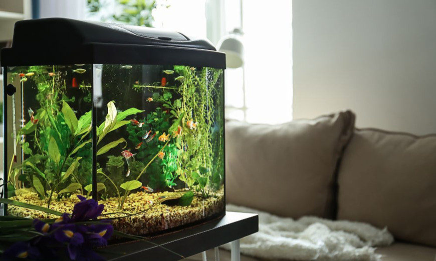 What To Look for in an Aquarium Filter System