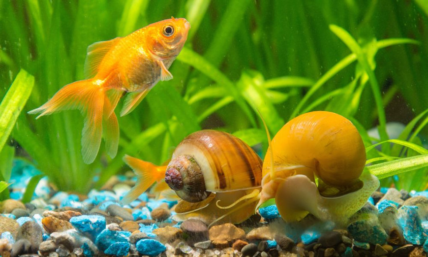 How Snails Keep Your Freshwater Aquarium Clean Fish Tanks Direct