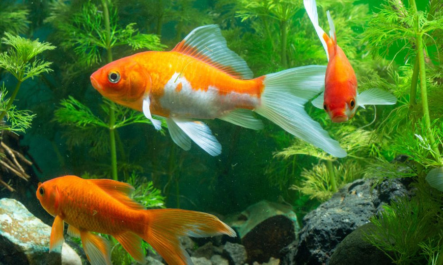 Ways To Care for Your Aquarium While on Vacation