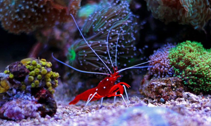 Reasons You Should Start a Shrimp Aquarium