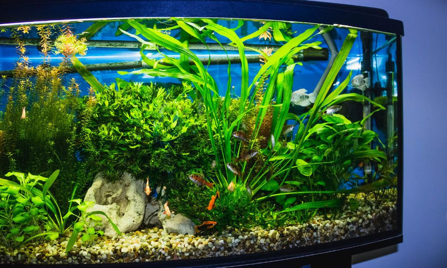 Glass vs. Acrylic Aquarium: What Is the Difference? - Fish Tanks Direct