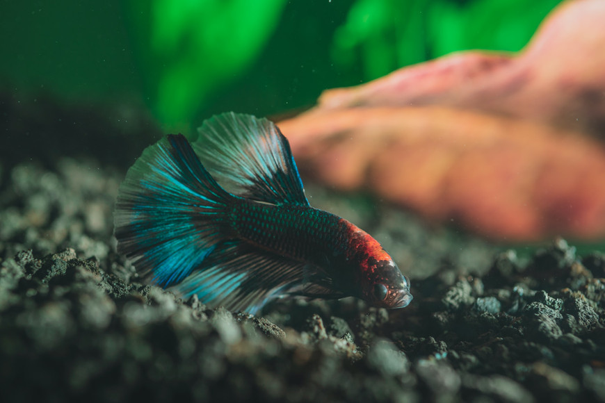 A Complete Guide to Freshwater Fish Tanks: Selection, Setup, and Maintenance