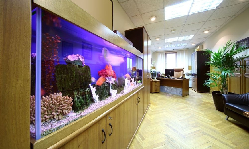 10 Benefits of Having a Fish Tank in the Office