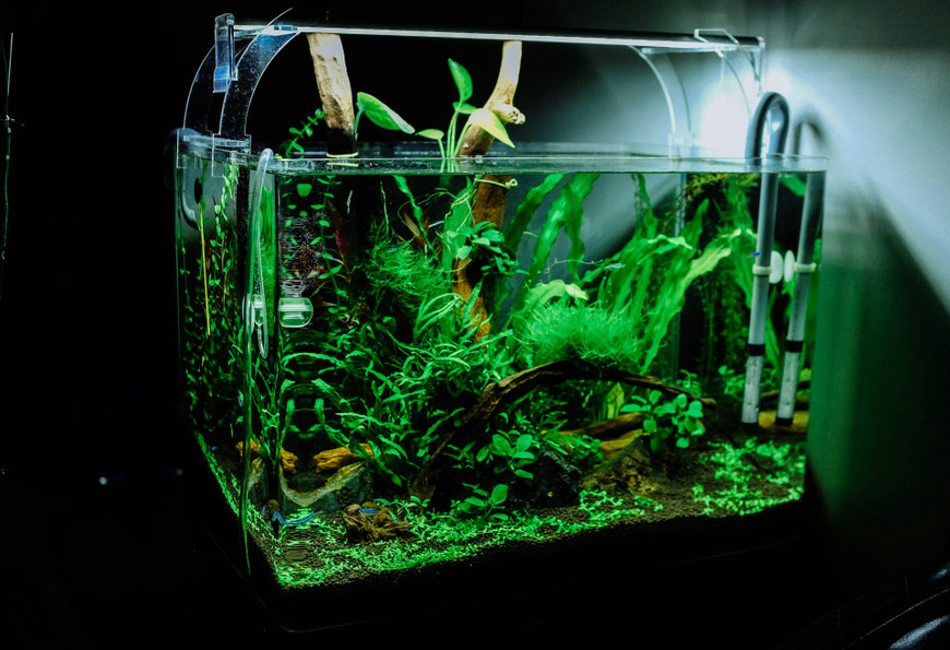 Aquascaping Techniques: Transform Your Aquarium with Modern Design Concepts