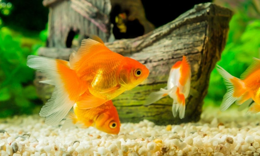 Oranda Gold Fish - Splashy Fin Live Fish Bangalore Only Shipping