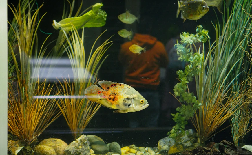 Summer Aquarium Displays: Efficient, Quiet, and Guest-Safe Lighting