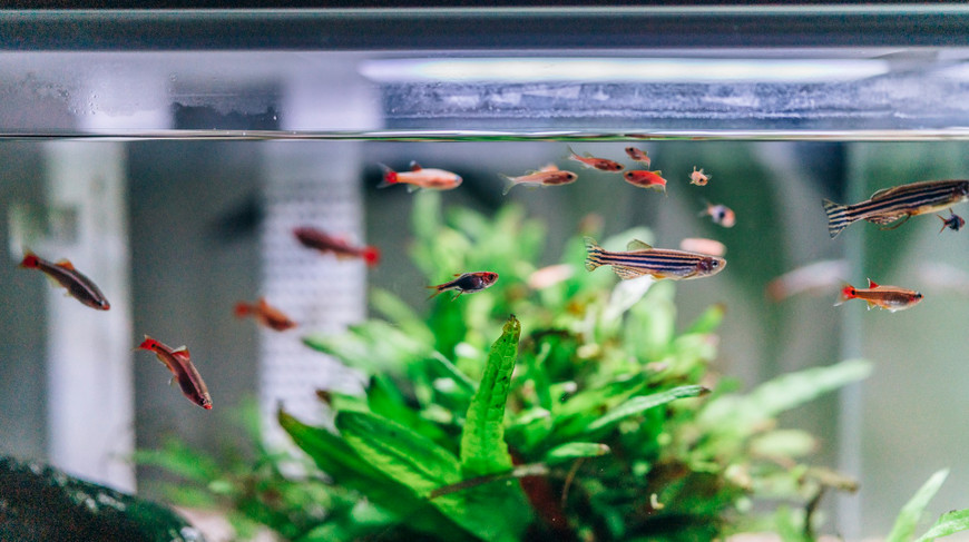 Acrylic Aquariums vs. Glass Tanks: Choosing the Right Aquarium