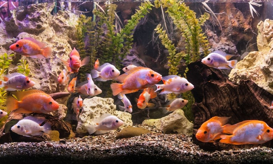 How Much Swimming Space Does Your Fish Need?