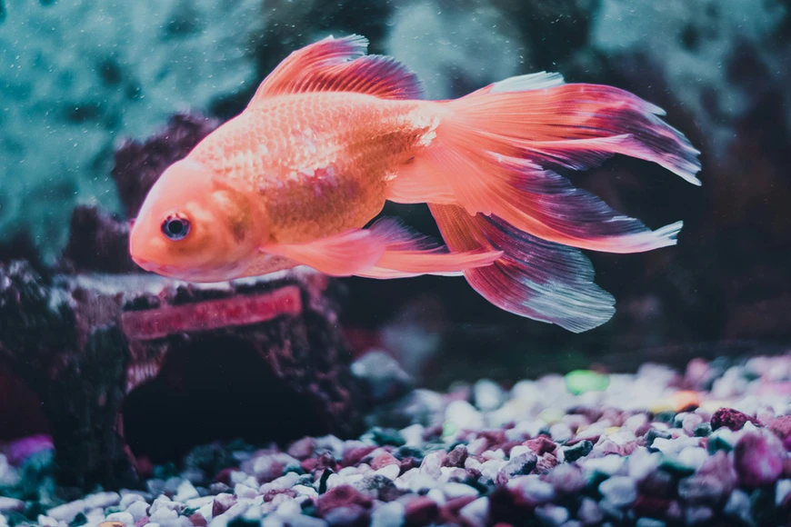 Rethinking Fish Tanks: Shape-First Planning for Stunning Displays