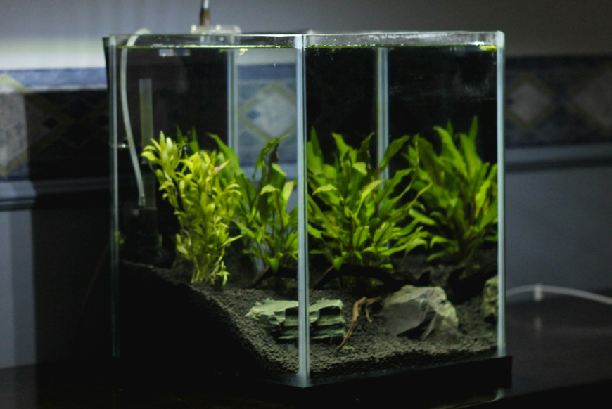 Design Eco-friendly Aquariums with Sustainable Aquascaping Practices for a Greener Hobby
