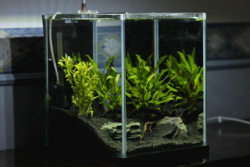 Do-It-Yourself vs. Professional Aquarium Maintenance - Aqua Custom Fish  Tanks