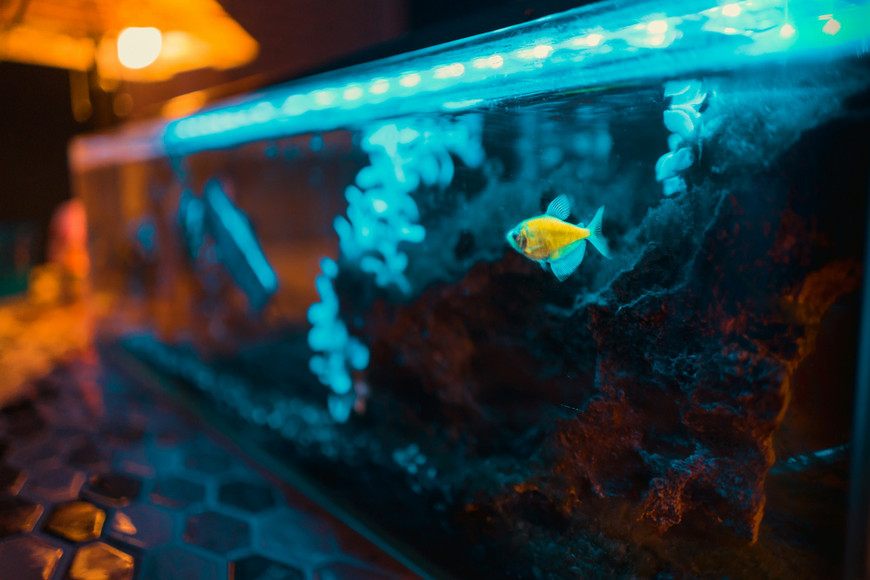 Avoiding Scams When Purchasing Fish Tank Wholesale Items