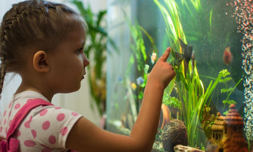 The Benefits of Having a Fish Tank in Your Classroom