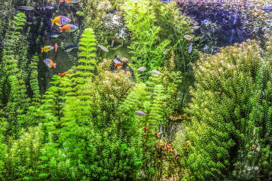 Silent Aquarium Pumps for Living Rooms: Internal vs. External, Plumbing,