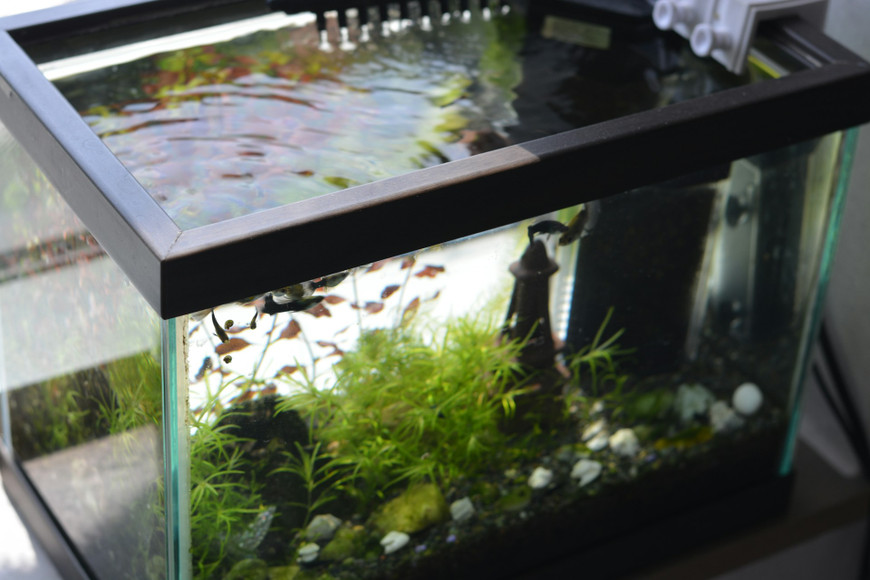 Why Aquarium Filters Are the Quiet MVP of Healthy Fish Tanks