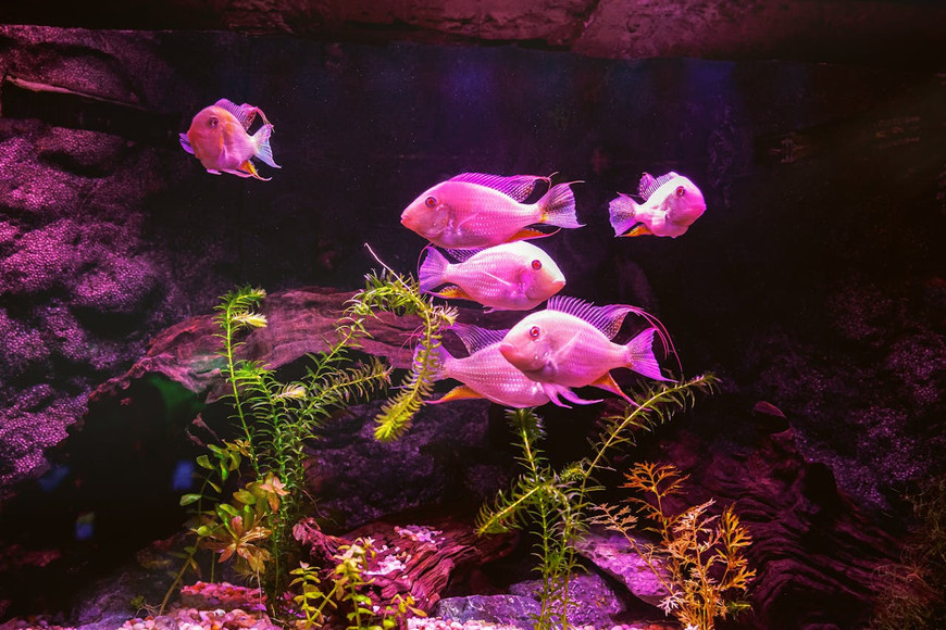 Aquarium Equipment Essentials for Stunning Office Fish Tanks