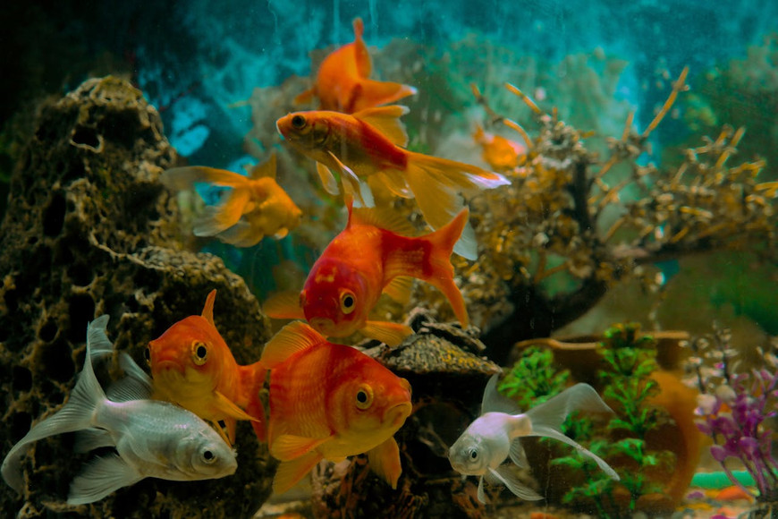 Heatwave-Proof Your Aquarium: Cooling Gear, ATO Setup, and Emergency Plan