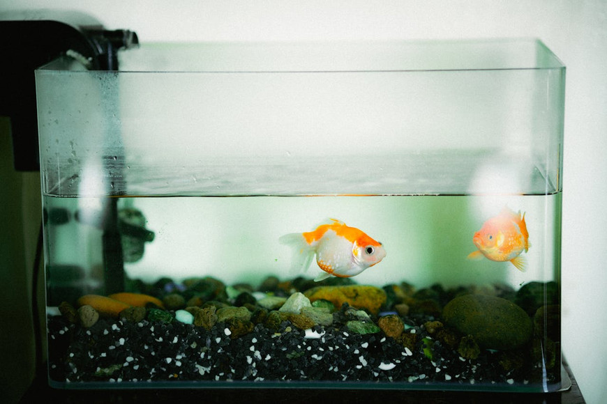 Budget-Friendly Solutions for Affordable Fish Aquarium Maintenance