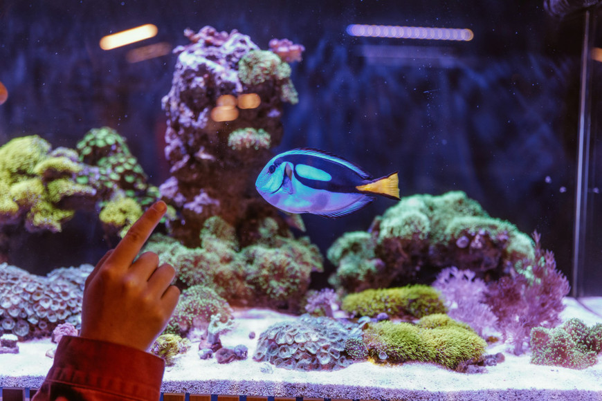 Mistakes to Avoid When Buying Saltwater Aquariums Online