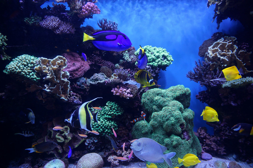 Illuminate Your Aquarium with Confidence: Discover the Various Types of Aquarium Lighting and Their Ideal Applications