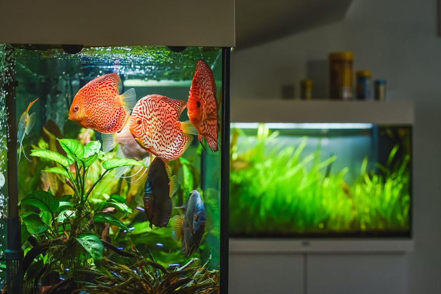 Showcase Your Aquarium with Style: The Perfect Stand for Your Fish Tank