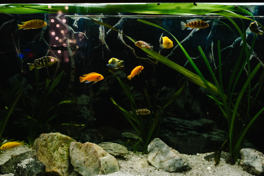 Achieving Crystal Clear Water: Master the Art of Aquarium Filtration