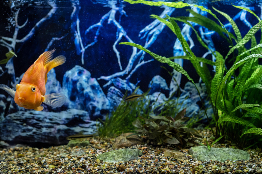 How to Select the Perfect Aquarium Stand for Stability and Style