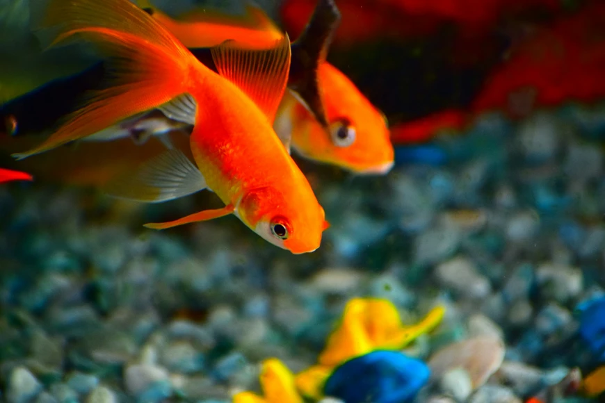 Transforming Empty Corners with Quarter Cylinder Fish Tanks