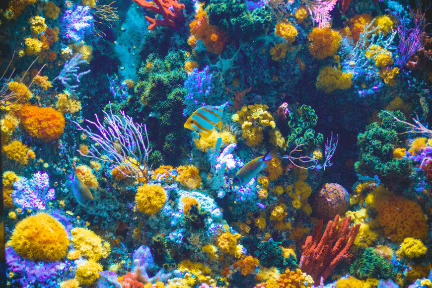 Breaking Down Aquarium Equipment for Stunning Summer Displays