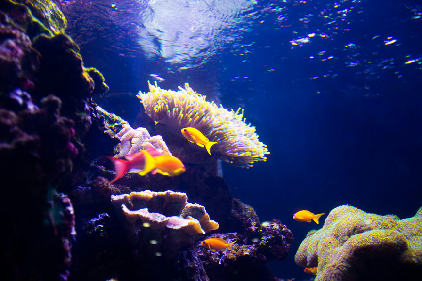 Stock-First Aquarium Planning: Species List and Compatibility Before Buying Gear