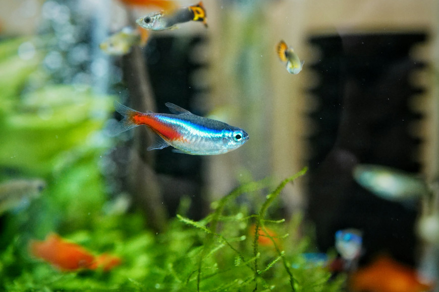 Boosting Fish Health in Your Aquarium: A Guide to Ecotech Vectra Pumps