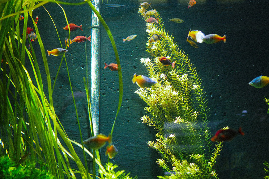 Boosting Aquarium Filters with Media Chambers and Pellet Reactors