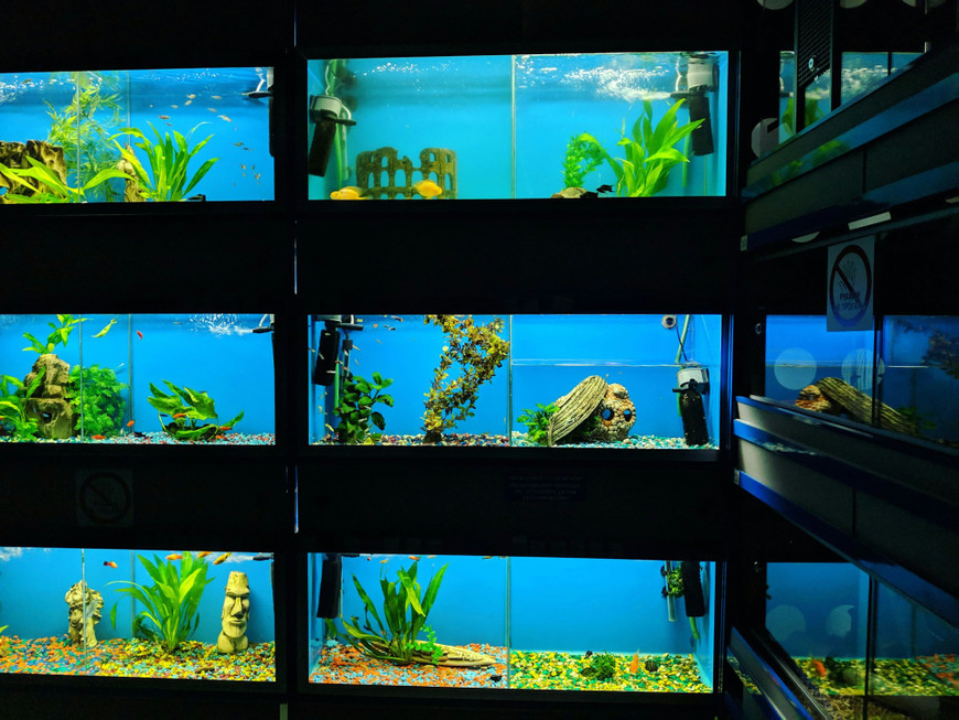 Top-Rated Aquarium Resources in Venice