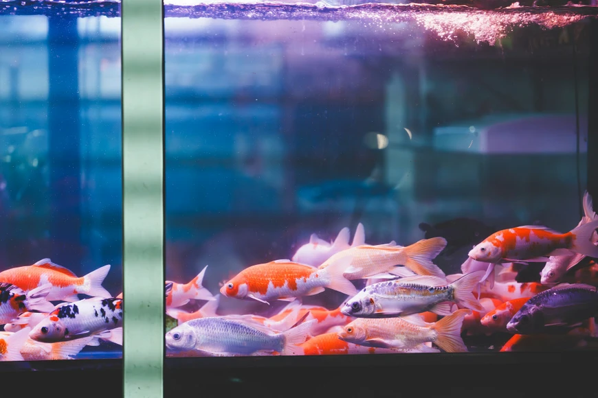 Solving Space Challenges with a 100 Gallon Fish Tank and Stand